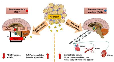 Asprosin in health and disease, a new glucose sensor with central and peripheral metabolic effects